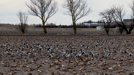 Flock-Of-Barnacle-Goose-Feeding-At-Park-In-Malmo,-Sweden