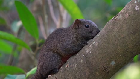 Ein-Wildes-Pallashörnchen-Wurde-Gesichtet,-Wie-Es-Auf-Dem-Baum-Ruhte,-Still-Blieb,-Um-Nicht-Entdeckt-Zu-Werden,-Und-Sich-In-Die-Baumrinde-Einfügte,-Nahaufnahme