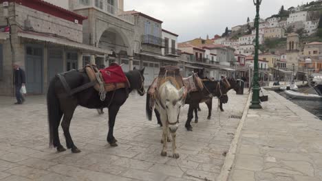 Horses-And-Mules-In-Hydra-Town-Port-In-Hydra-Island,-Greece