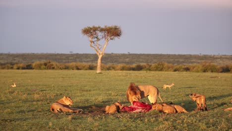 Orgullo-De-Leones-Comiendo-Una-Presa-Fresca-En-Un-Safari-En-La-Reserva-De-Masai-Mara-En-Kenia,-África