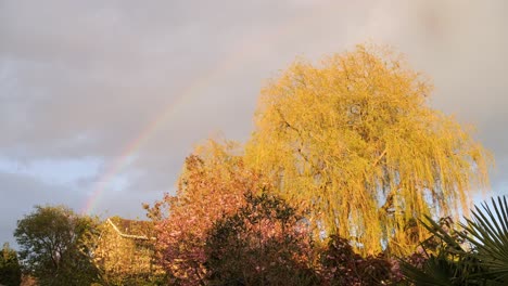 Beautiful-weeping-willow-tree