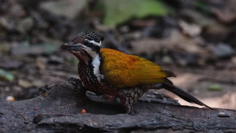 Camra-zooms-out-showing-this-bird-feeding,-Common-Flameback-Dinopium-javanense,-Female,-Thailand