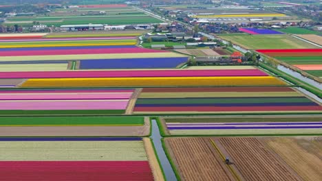 Aerial-view-of-colorful-tulip-fields-with-Lisse-town-in-background,-Netherlands