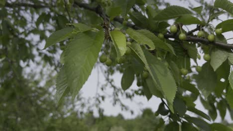 Nahaufnahme-Eines-Kirschbaums-Mit-Kleinen-Kirschen-Und-Blättern,-Die-Vom-Wind-Bewegt-Werden