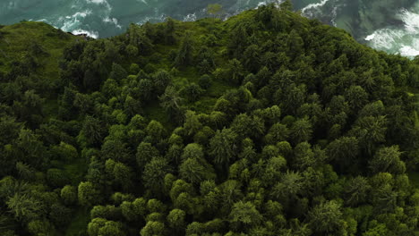 Tilt-down-across-Pacific-Northwest-winding-road-along-coast-in-between-dense-forest