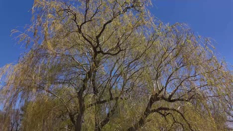 Toma-De-Drone-De-Un-Gran-Sauce-Meciéndose-En-El-Viento-En-Un-Parque-Público