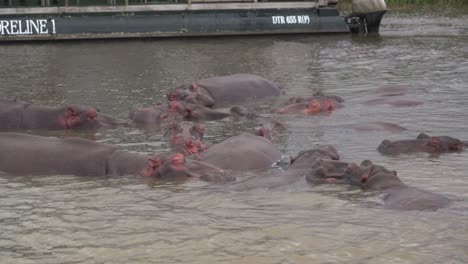 Family-of-hippos-in-St