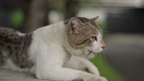 Asian-stray-street-cat-grey,-white,-meows-with-brave-elegant-face-closeup-animal