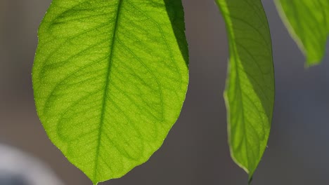 Back-lit-Lemon-tree-leaf-with-the-summer-sun-shining-through-showing-the-leaves-textures