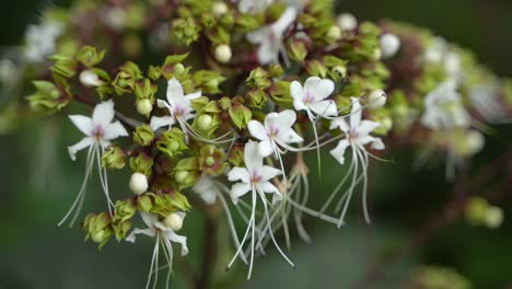 Calotropis-Giantea-Oder-Kronenblume-Blüht