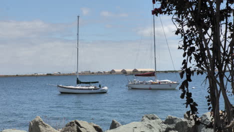 Two-sailboats-docked-and-anchored-at-the-coast-of-San-Diego,-California-with-tropical-tree