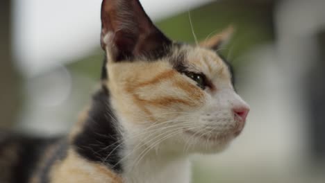 Negro-Blanco-Naranja-Gato-Calico-Cara-Retrato-Primer-Plano-Animal-Parpadeando-Ojos-Verdes