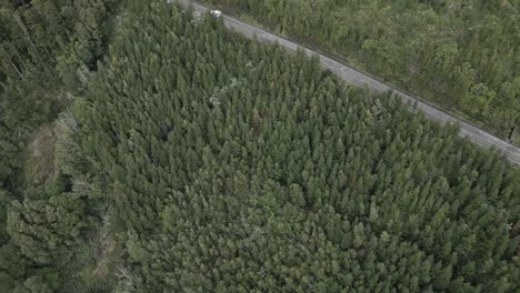 Car-driving-on-rural-road-through-forest