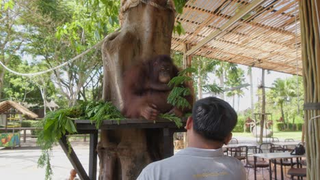Cuidador-Y-Un-Orangután-En-El-Zoológico-De-Bali