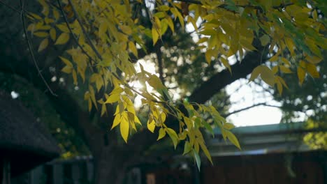 Goldenes-Laub-Am-Baum-Im-Herbst-Am-Morgen