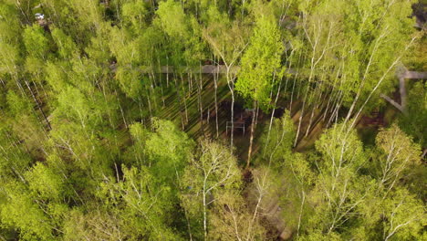 Bosque-Verde-Vibrante-Y-Camino-En-Un-Día-Soleado,-Vista-Aérea-De-Drones