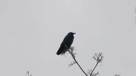 Schwarzer-Vogel,-Saatkrähe-Oder-Krähe-Sitzt-Auf-Einem-Ast-Hoch-Oben-In-Einem-Baum