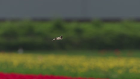 Turmfalke-Schwebt-Im-Flug-über-Einem-Leuchtend-Gelben-Rapsfeld,-Silos-Im-Hintergrund,-Tagsüber,-Selektiver-Fokus