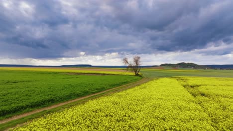 Campos-De-Colza-Muy-Amarillos-Con-Un-árbol-Solitario-En-Medio-Del-Paisaje,-Nubes-Tormentosas-Al-Fondo