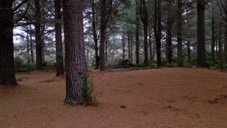 Tree-forest-dolly-shot-with-large-trunks-under-canopy-shadow-near-Strahan-in-Tasmania's-west,-Australia