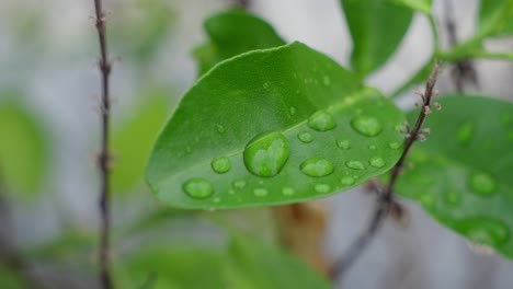 Citrus-×-amblycarpa,-,-leafy-moisture
