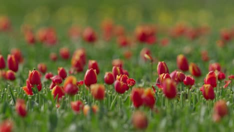 Schafstelze-Sitzt-Auf-Roter-Tulpenblüte-Und-Fliegt-Ins-Feld,-Nahansicht