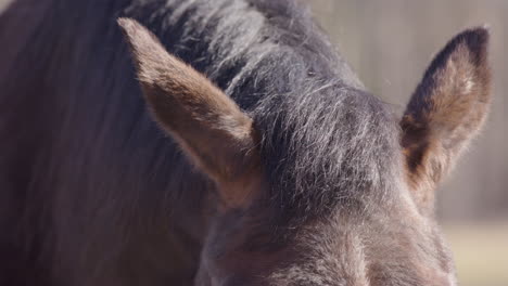 Nahaufnahme,-Frontaler-Schuss-Auf-Das-Gesicht-Eines-Kastanienbraunen-Pferdes-Auf-Der-Farm