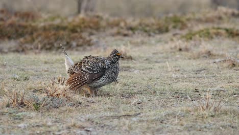 Male-Sharptail-Grouse-alone-on-breezy-prairie-lek-looks-for-mate