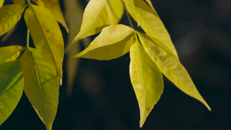 Nahaufnahme-Der-Goldenen-Blätter-An-Den-Bäumen-Im-Herbst