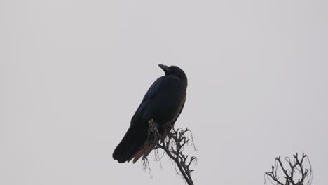 Black-bird,-rook-or-crow-sitting-on-a-branch-high-up-in-a-tree