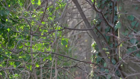 Trees,-tree-branches-covered-in-climbing-ivy