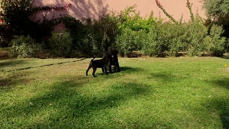 Three-little-cute-brown-dogs-puppies-play-on-a-green-meadow-in-the-sun