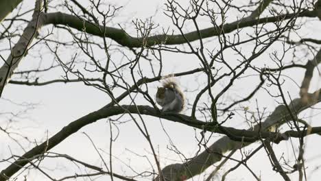 Wildes-Graues-Eichhörnchen,-Das-Hoch-Oben-In-Einem-Bergahorn-Sitzt