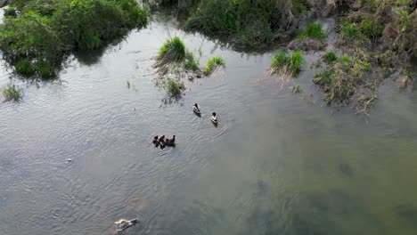 Vista-Aérea-De-Patitos-De-Agua-Y-Patos-Reales-En-Hábitat-De-Humedales-Pantanosos