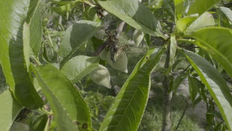 Primer-Plano-Pequeños-Melocotones-Verdes-Y-Hojas-De-Melocotonero-Movidos-Por-La-Brisa