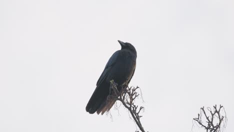 Pájaro-Negro,-Grajo-O-Cuervo-Sentado-En-Una-Rama-En-Lo-Alto-De-Un-árbol