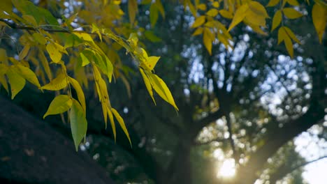 Exotic-color-foliage-on-tree-in-autumn-with-backlight