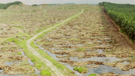 Deforestation-landscape-in-Malaysia-for-Palm-oil