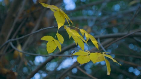 Magical-golden-color-foliage-in-autumn.-4K-Video