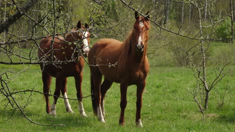 Wild-horses-graze-in-a-green-meadow-in-spring