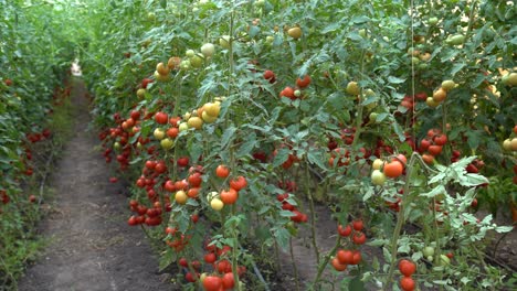 Fresh,-ripe-and-green-tomatoes-growing-in-the-greenhouse-on-a-bright-day