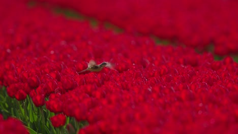 Vibrant-red-tulip-field-with-a-yellow-wagtail-bird-in-focus