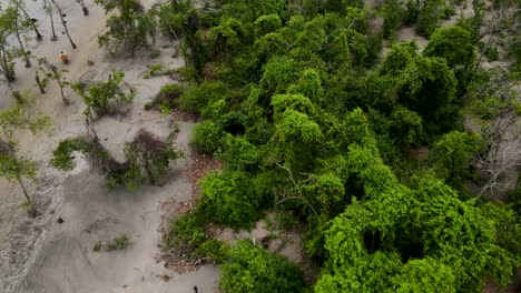 Luftaufnahme-Von-Tropischen-Bäumen-Am-Sandstrand-Bei-Ebbe-Und-Motorradfahren-Auf-Einem-Kleinen-Pfad-In-Kuakata,-Bangladesch-In-Der-Nähe-Von-Sundarban