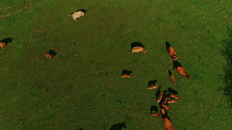 Vista-Aérea-De-Arriba-Hacia-Abajo-De-Una-Manada-De-Vacas-Marrones-Pastando-En-Un-Prado-Verde