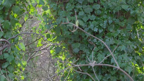 Trees,-tree-branches-covered-in-climbing-ivy