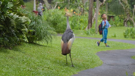 A-grey-crowned-crane-standing-on-the-grass-at-Bali-Bird-Park,-with-children-playing-in-the-background