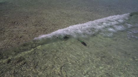 Lebhafte-Papageienfische-Schwimmen-Im-Seichten-Wasser-Von-Los-Roques,-Karibik