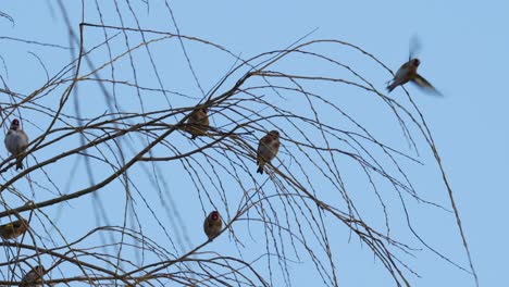 Flock-of-small-birds,-Yellow-tits-sitting-in-a-weeping-willow-tree-against-a-blue-sky