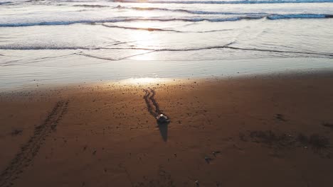 Meeresschildkröte-Im-Sonnenuntergang-Mit-Spielenden-Vögeln