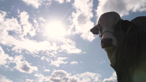 Brahman-cow-against-sunlight-looking-at-the-camera